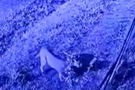 Búsqueda activa. Sigue el pánico de los vecinos por el puma suelto en un country de Pilar: “Es preocupante y peligroso”