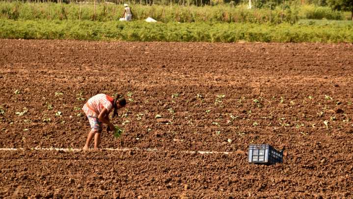Agricultores de NC comienzan a recibir pagos por pérdidas de cosechas