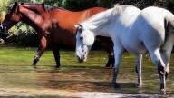 Plan to reduce Salt River wild horse herd sparks debate