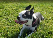 Contra Costa Humane Society To Host Annual Walk For Paws In Downtown Danville