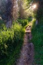 Local nature therapy guides each promote healing through presence