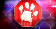 Sale Creek man arrested after shooting dog, pointing gun at minor
