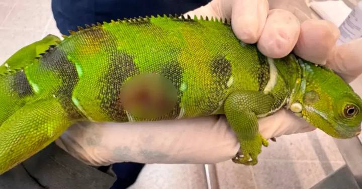 ¡Miserable! Una persona mató con un arma de perdigones a una iguana en el Valle de Aburrá