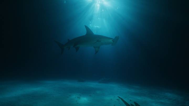 Orange Beach residents report continued shark sightings: ‘Nothing beats a Jet2 Holiday’