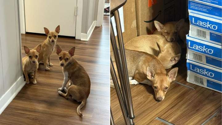 Texas Puppies Left In Parking Garage Are Saved By Stranger Who Refuses To Walk Away