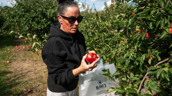 Big apple forecast in Michigan has farmers squabbling