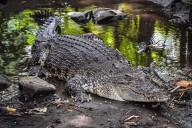 Congress Returns To The DC Swamp