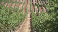 Oregon winemaker reflects on highs and lows as grape harvest gets underway