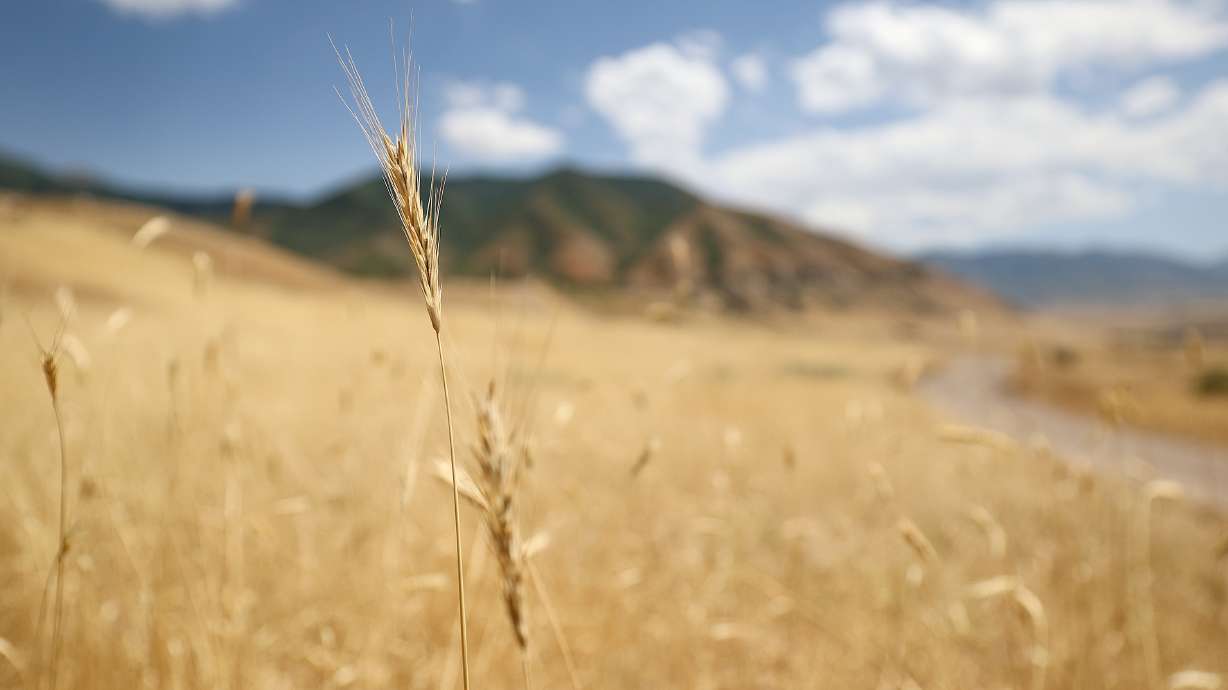 Utah posts sixth-warmest, 18th-driest summer on record. These counties had it worse