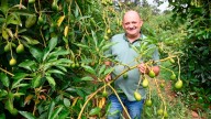 Aguacates, ¿el negocio del futuro?