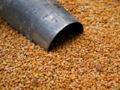 Estados Unidos alcanza un récord histórico de exportaciones de maíz y ya proyecta otro máximo en 2025/26