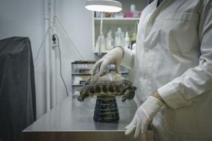 ‘Roasted alive’: Greek wildlife suffers as climate changes