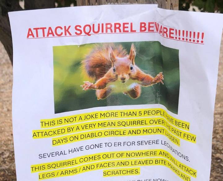 'Very mean squirrel' has sent at least 2 people to the ER in California