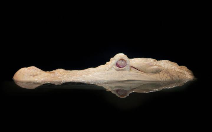 SF’s most gallant ‘gator celebrates 30 years since his hatch day
