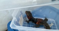 EN BAJA CALIFORNIA, GUARDIA NACIONAL RESCATA 31 EJEMPLARES DE REPTIL EN UNA EMPRESA DE MENSAJERÍA