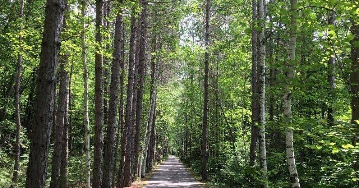 New Wisconsin Legislature bill aimed towards forestry in Northern Wisconsin