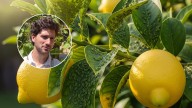 Ignacio Guío, experto en plantas: “Hay un detalle importantísimo para que tu limonero crezca sano y fuerte”