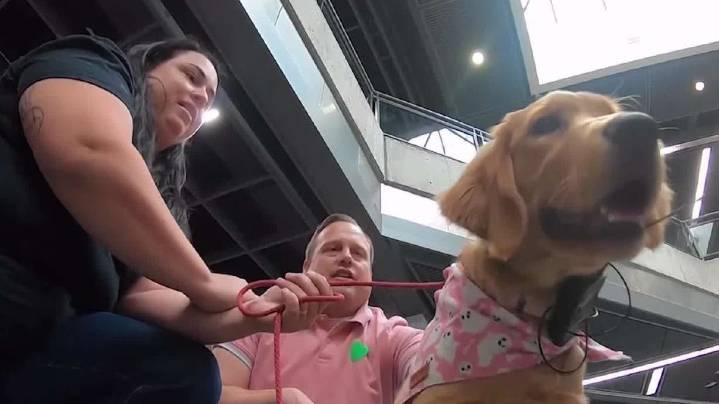 'That made me feel comfortable to go back': Therapy dogs bring healing to UVU students