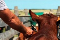 Alerta por garrapata bovina: amenaza a la ganadería de Entre Ríos con pérdidas millonarias
