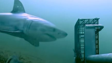 Atlantic Shark Institute documents great white off Block Island