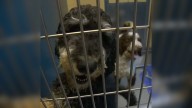 Washington Rescuers Stunned After Finding 18 Doodle Dogs Dumped On The Street