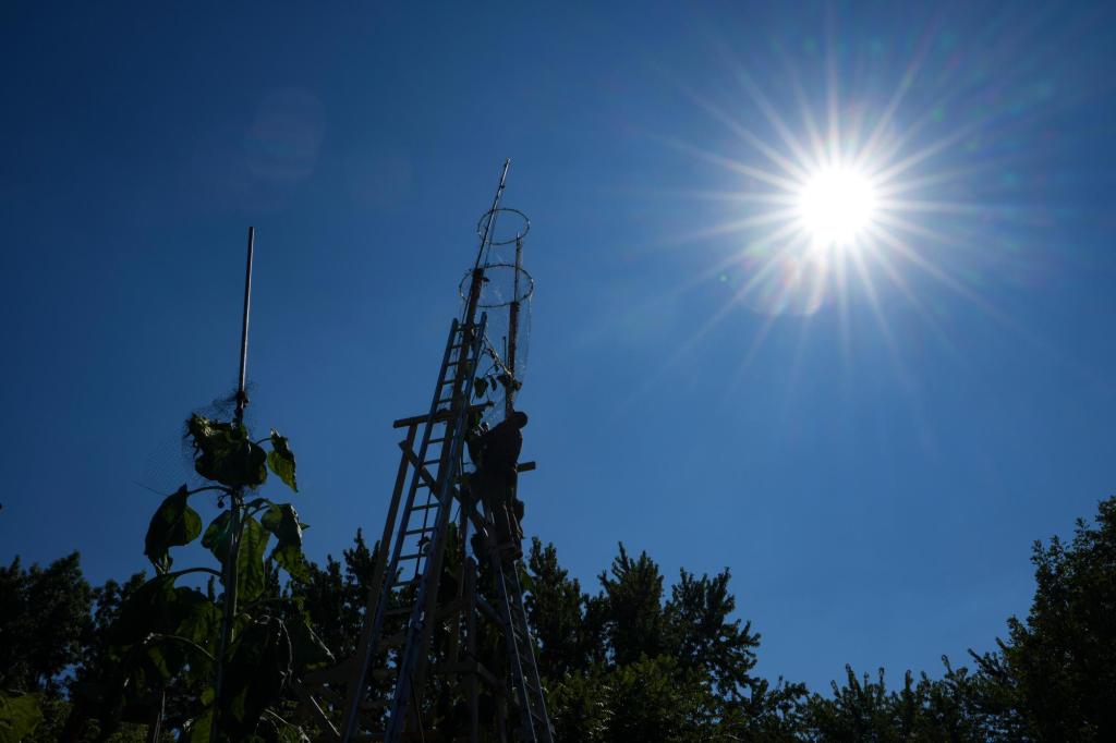 The world’s tallest sunflower blooms in an Indiana backyard as a tribute to Ukraine