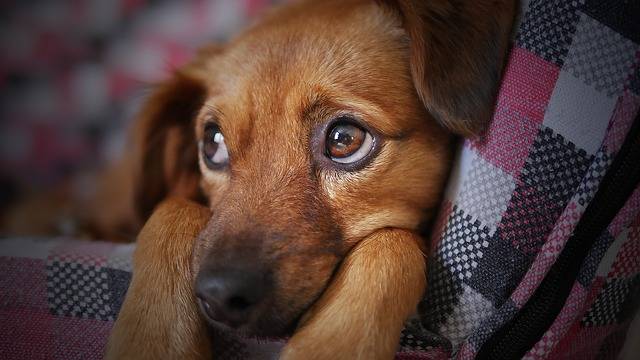 LASD Nominates 6-Pound Therapy Dog for First Responder Award