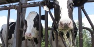 MSU research finds soybean with high oleic acid makes cows produce more milk