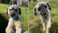 Ten-Year-Old New York Rescue Pup Loses His Teeth But Not His Hope For A Family Of His Own