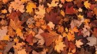 Equinoccio de otoño 2025: el momento exacto y sus fenómenos astronómicos
