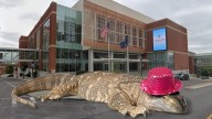 Albany Goes Wild: Don’t Miss the Reptile Expo this Weekend