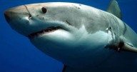 Así fue como hallaron el fósil de un tiburón gigante en Villa de Leyva: el más antiguo del mundo