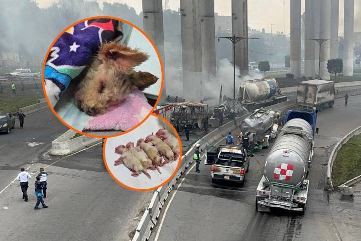 ‘Cereza’, una perrita embarazada con quemaduras graves, sobrevive a explosión de pipa en Iztapalapa