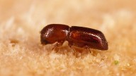 Could invasive beetle found on Long Island make its way to New Jersey?