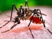 Colombia superó los 100.000 casos de dengue en agosto