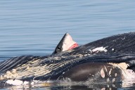 Whale Watching Tour Gets Rare Encounter With Great White Shark Eating Whale