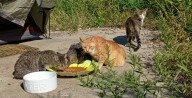 Claws out: Feral cats around Hiram College at center of village dispute over feeding ban