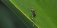West Nile Virus found in 2 Ionia County animals