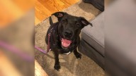 Mama Dog From Tennessee Joyfully Reunites With Her 12 Grown-Up Puppies For Their First Birthday