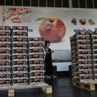 Fruit fly tests in Greece target invasive species threat
