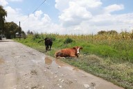 Serenidad en medio del caos