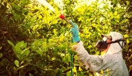 Prohíben plaguicidas por riesgos por intoxicación en escuelas