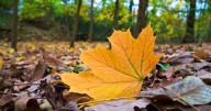 Preview of fall begins Wednesday in Twin Cities as cooler temps arrive