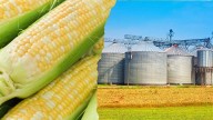 Murió sepultado en un silo de maíz: el mantenimiento estaba vencido