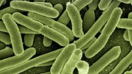 Alerta en EEUU: las infecciones por las "bacterias pesadilla" se disparan un 70% en cuatro años