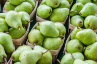 NW pear harvest bounces back with 60% increase in 2025 after record freeze in 2024