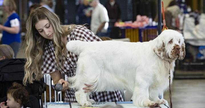 Dogs on display: Kennel clubs host AKC dog show in Helena