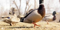 More than $54 million announced for waterfowl habitat on National Wildlife Refuges