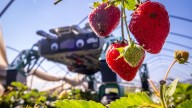 Are robots the future of farming?