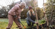 There's one plant gardeners must 'get in the ground now' to avoid barren spring garden